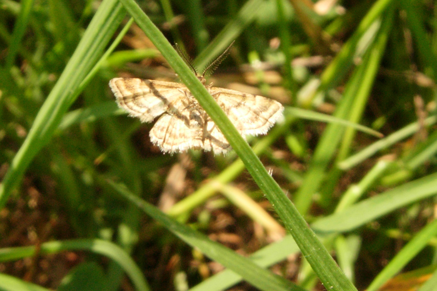 Due Geometridae